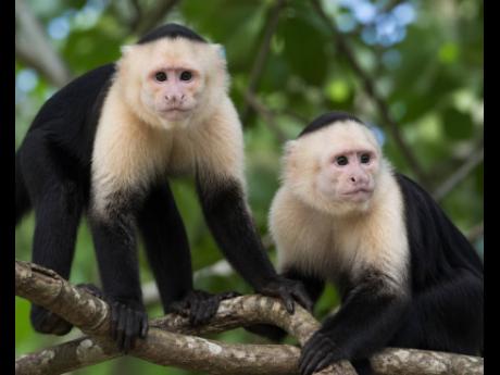 The National Environment and Planning Agency says the monkeys pose potential risks to the island’s ecosystems, agricultural sector, and public health. 
